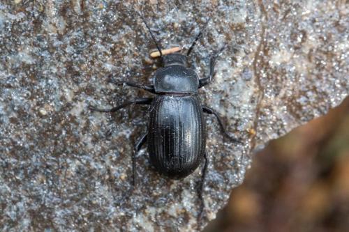 Réf. 245 455 : Euboeus ebeninus